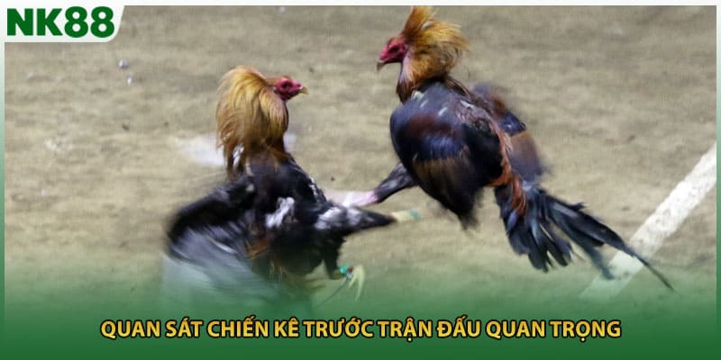 Quan sát chiến kê trước trận đấu quan trọng